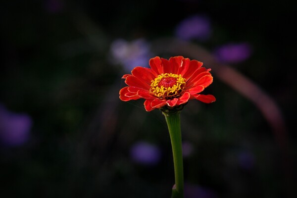 唯美红色雏菊花图片