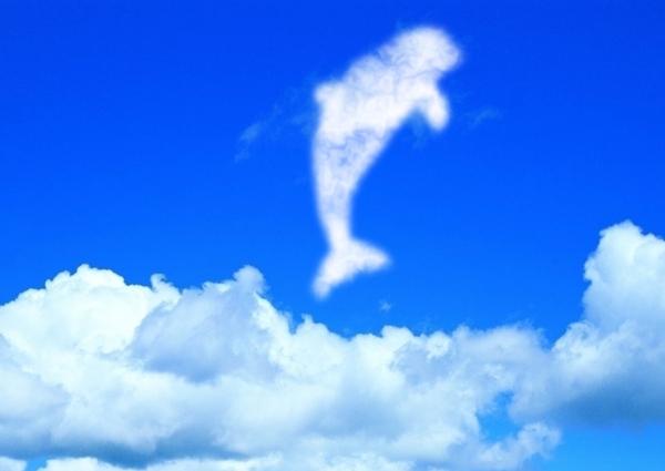 海豚