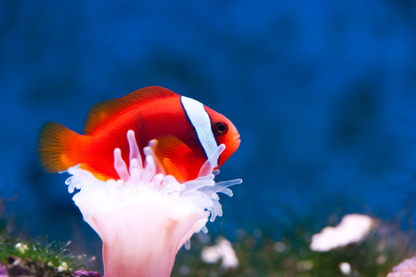 海洋生物圖片