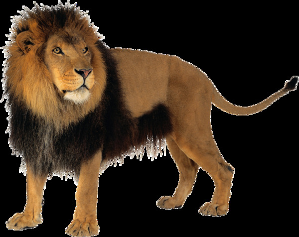 站立的大狮子免抠png透明图层素材