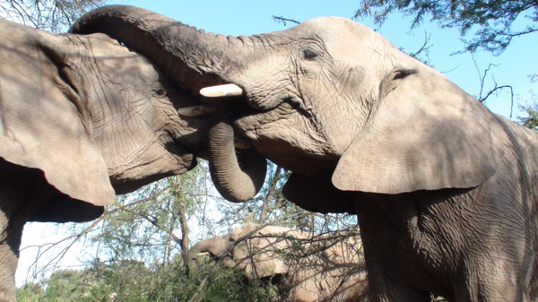 非洲大象接吻图片