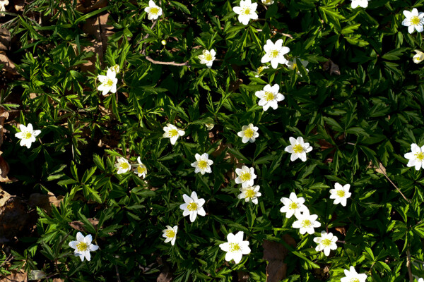 免费的图像牡丹花叶自然植物春天