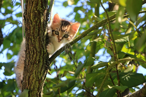 树上的猫