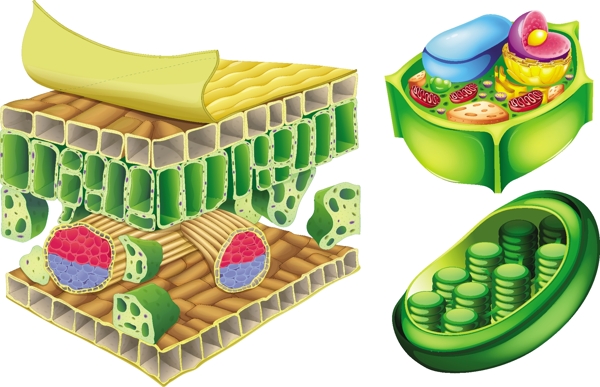 白色背景下植物细胞的图示