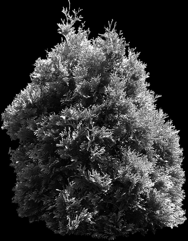 植物貼圖素材建筑裝飾JPG1826