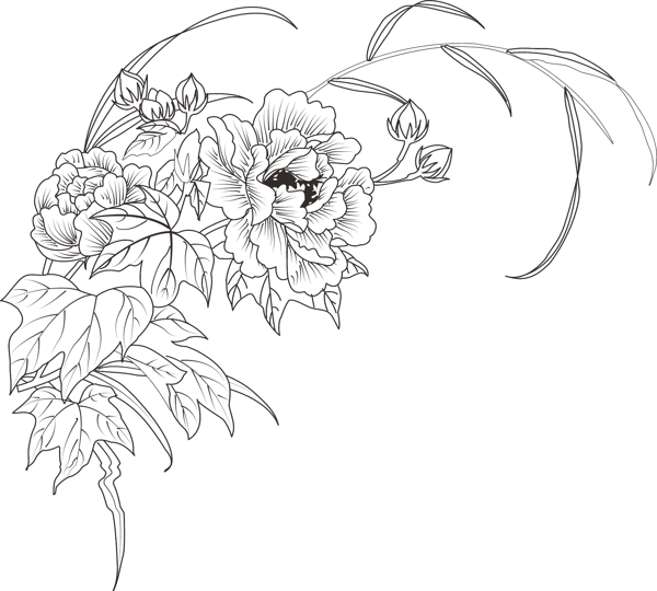 芙蓉水草