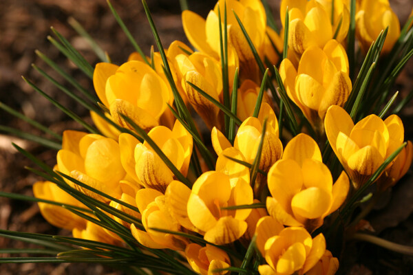 丁香花圖片