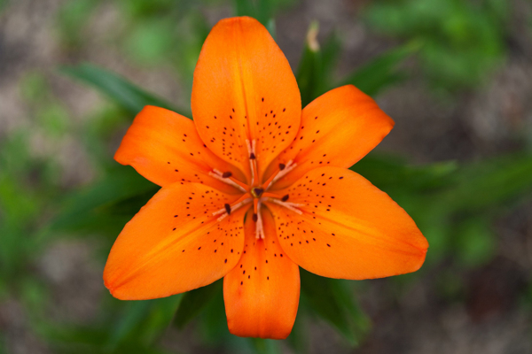 位圖植物攝影寫(xiě)實(shí)花卉花朵百合免費(fèi)素材