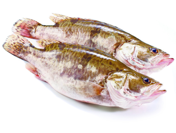 桂魚(yú)圖片