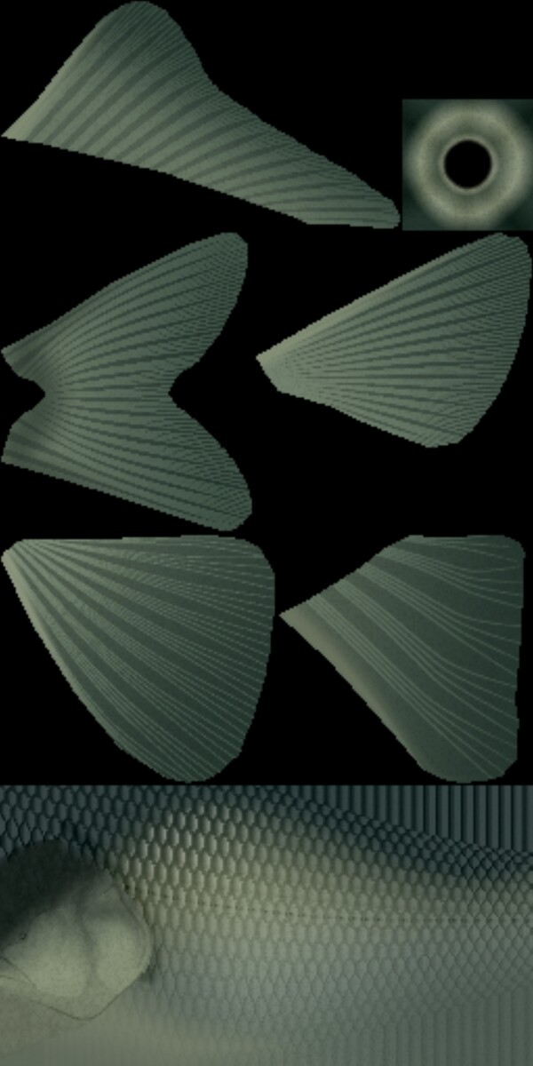 3D魚模型