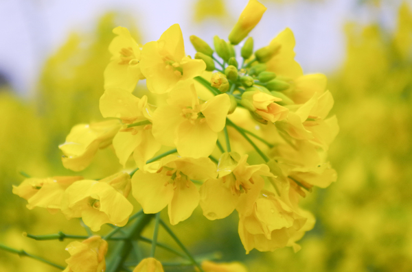 油菜花油菜花田花