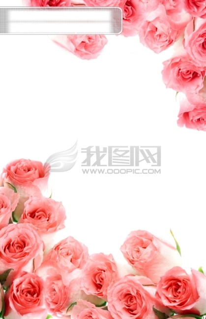 玫瑰花圖片