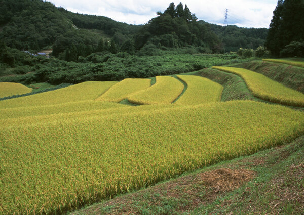 水稻稻田