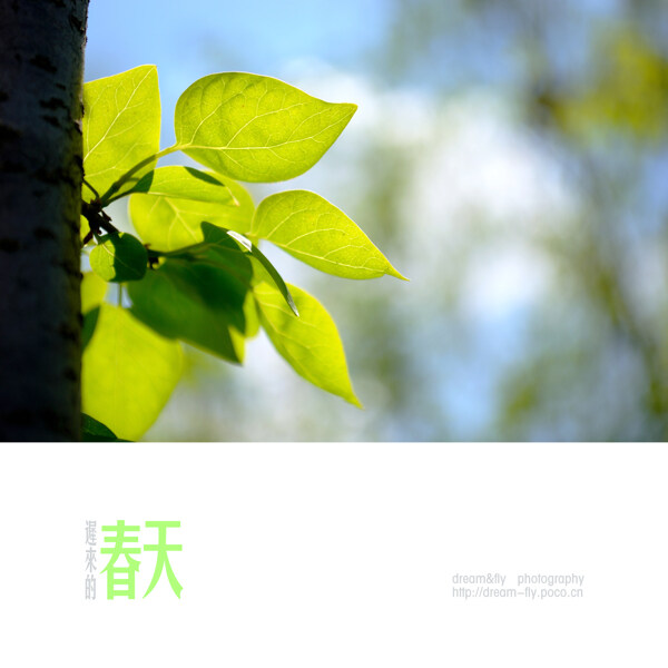 春天葉子圖片