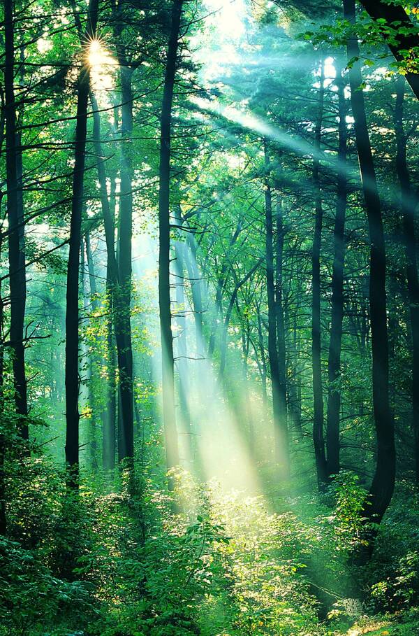 阳光森林图片