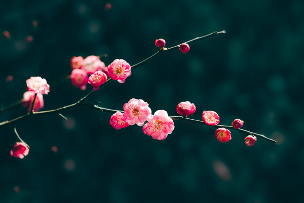 梅花