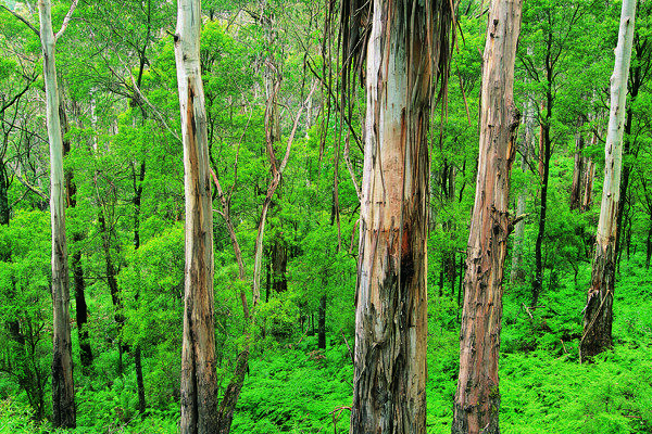 森林树木树木剪影树木植物