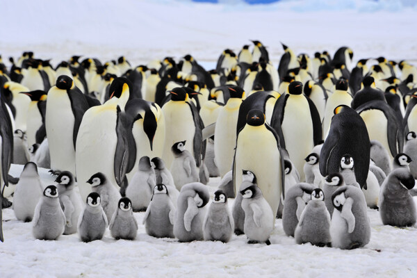一群企鹅与幼小企鹅