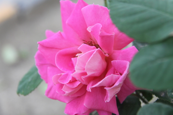 月季花圖片