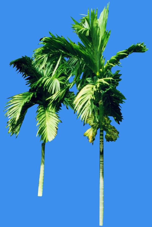 檳榔植物素材