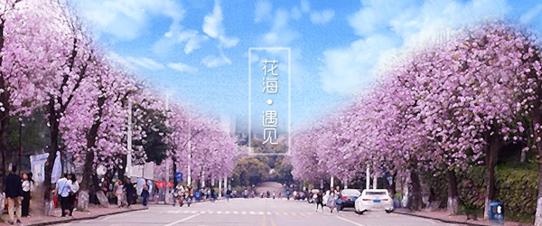 那一年花海遇見