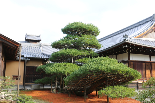 日本金阁寺