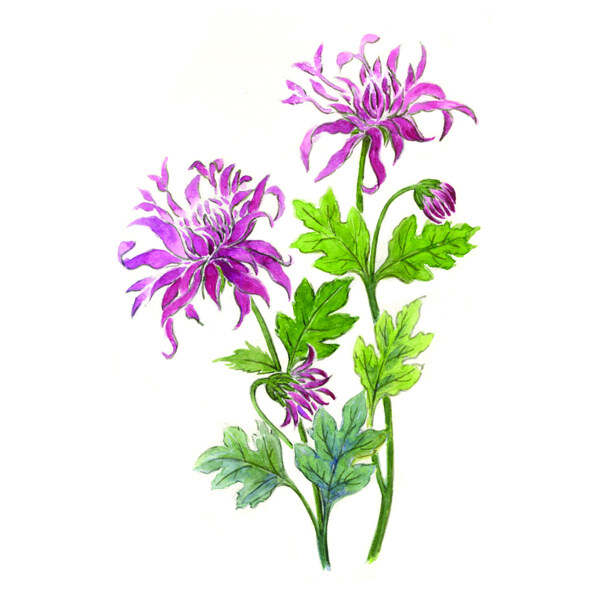 位圖植物寫意花卉花朵野花免費(fèi)素材