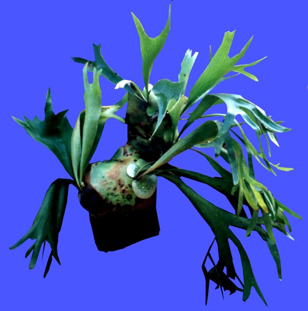 植物貼圖素材JPG1158