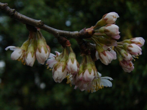 櫻桃花圖片