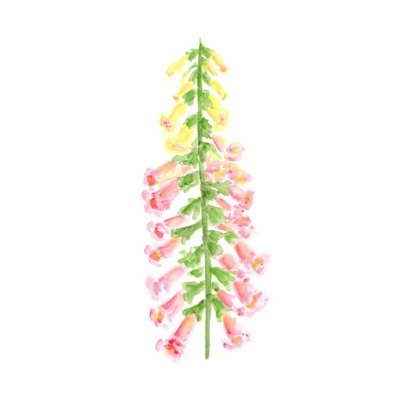 位圖植物寫意花卉花朵野花免費素材