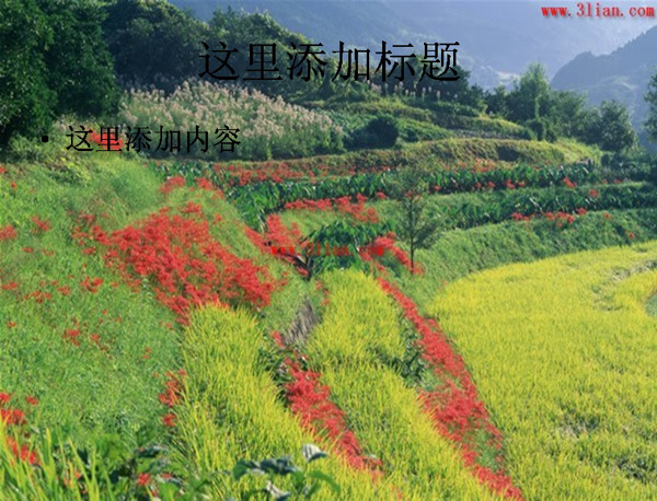 田園梯田