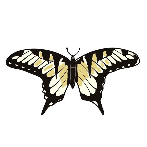 黄黑色蝴蝶插画手绘元素