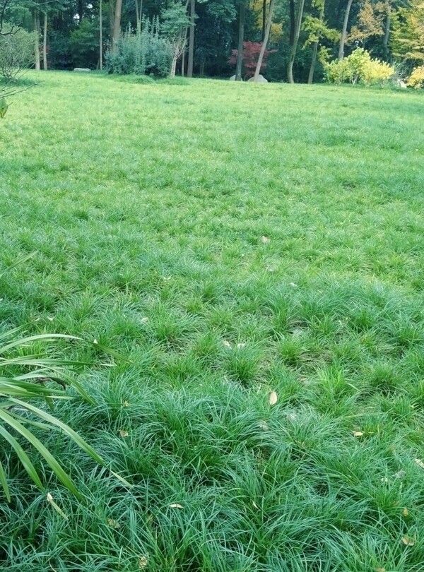 草地草坪绿草绿色围挡