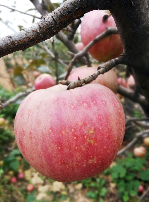 红苹果苹果树图片
