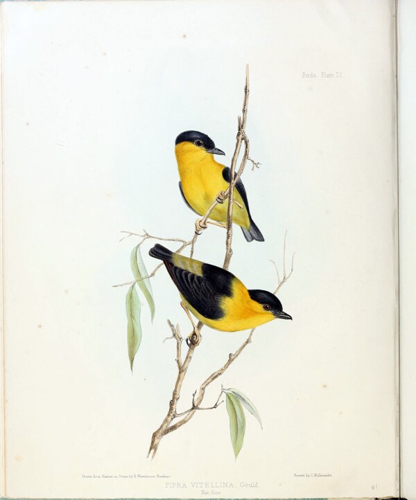 黄色小鸟手绘插画图片