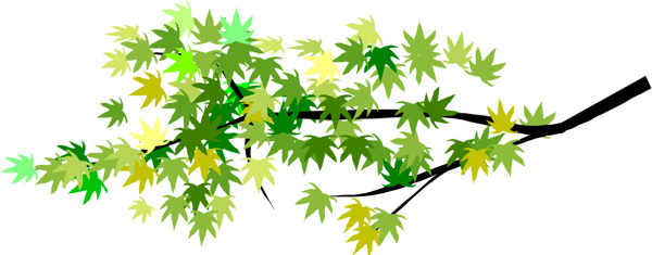 绿色枫叶树枝图片