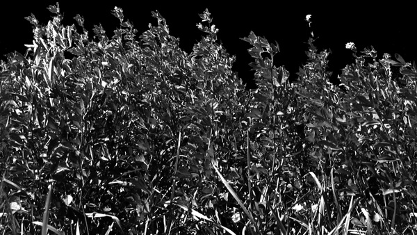 植物貼圖素材建筑裝飾JPG1752
