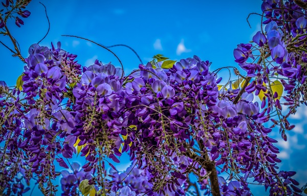 藤蔓树枝上的紫色花朵