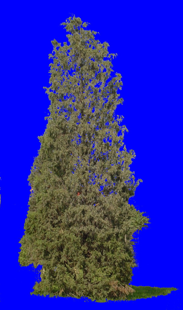 植物貼圖素材JPG1424