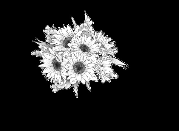 手绘黑白菊花花束透明素材