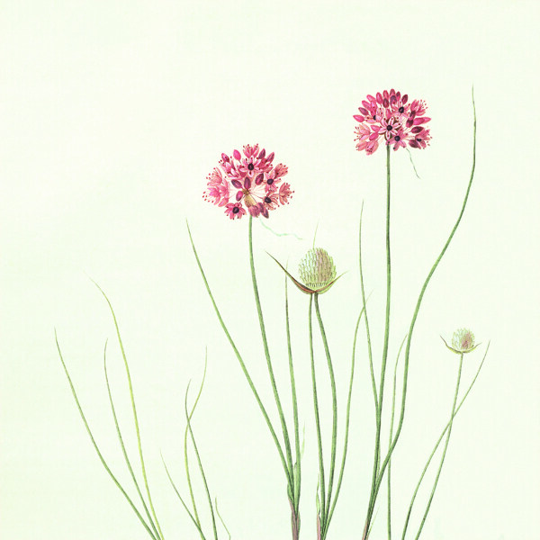 北欧植物花卉装饰画