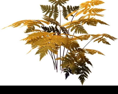 纪蕨类植物3图片