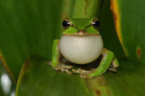 绿叶上的青蛙摄影图片