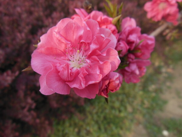 梅花圖片
