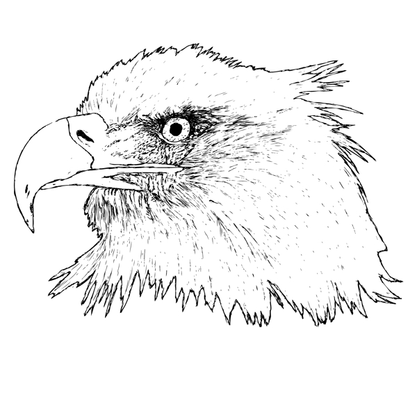 印花矢量圖靚仔裝動物T恤圖案鷹免費(fèi)素材