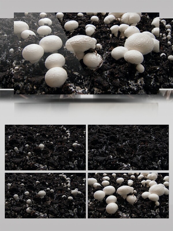 蘑菇生长延时拍摄视频素材