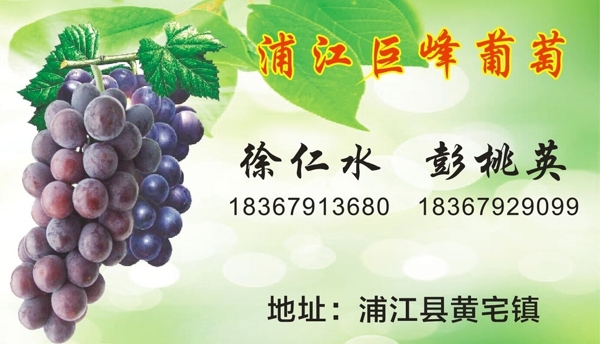 浦江巨峰葡萄单面名片图片
