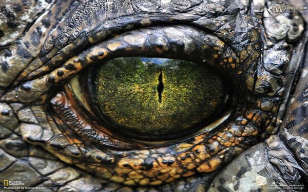 鳄鱼眼睛
