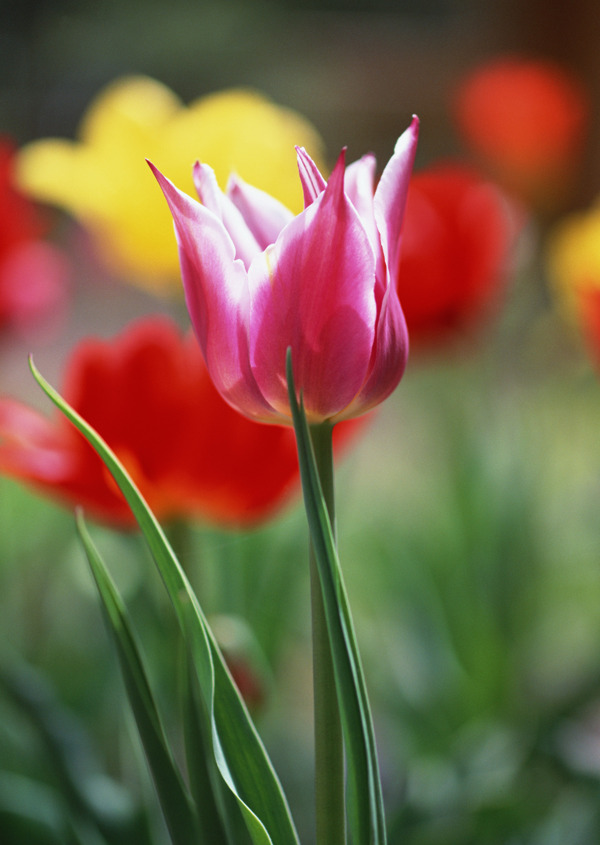 郁金香花朵圖片