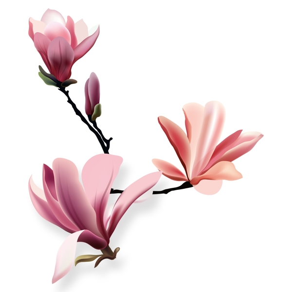 淡粉色花卉手绘png透明素材